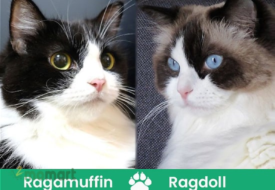 Phân biệt mèo Ragamuffin với mèo Ragdoll