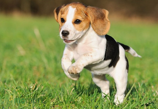 Chó Beagle lanh lợi và năng động