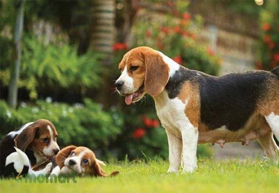 Chó Beagle thích không gian rộng để vui chơi