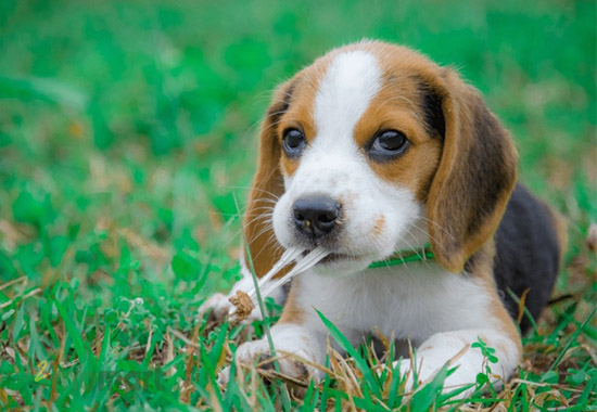 Giá chó Beagle tại Việt Nam là bao nhiêu?