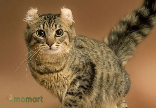 Mua mèo Mỹ tai xoắn thuần chủng