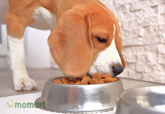 Chế độ dinh dưỡng cho Beagle con 