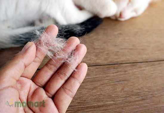Chăm sóc bộ lông của mèo tai xoắn