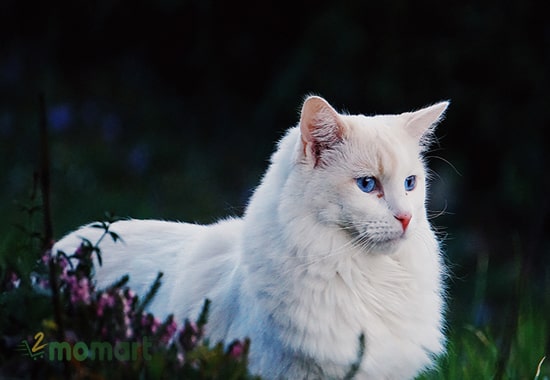 Mèo Angora được xem là báu vật của vùng Thổ Nhĩ Kỳ
