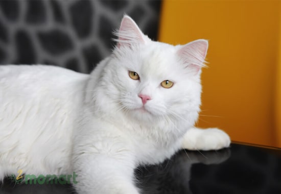 Bé mèo Turkish Angora rất thích gần gũi và quấn quýt chủ