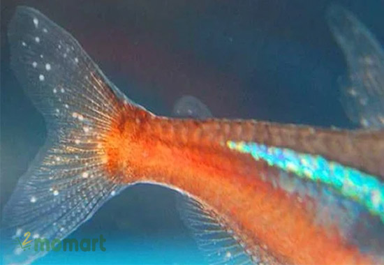Cách trị bệnh nấm ở cá Neon