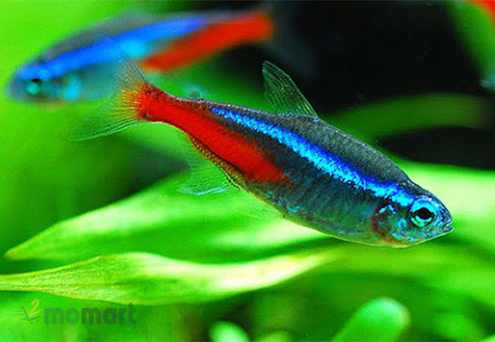 Cách cho cá Neon đẻ trong hồ thuỷ sinh