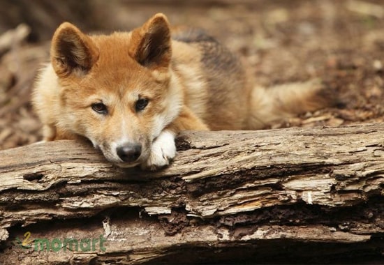 Cần chú ý đến các vấn đề về sức khoẻ chó Dingo thường gặp