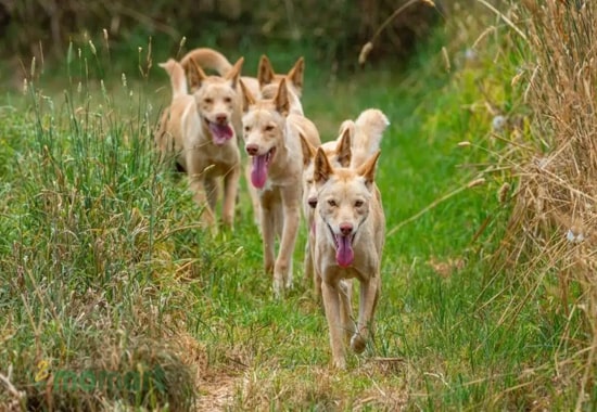 Các chú cún Dingo Đông Dương có một tốc độ rất nhanh 