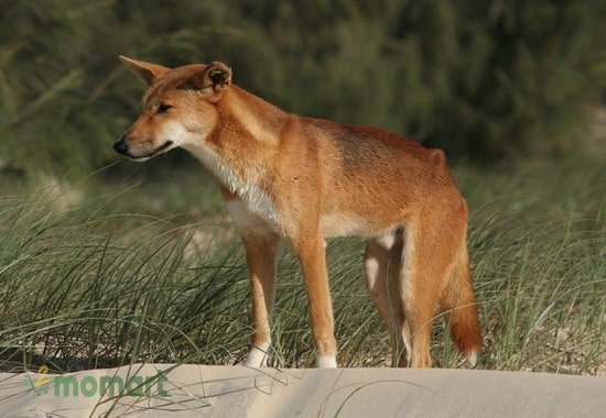 Dingo ngày càng trở nên hiền hòa hơn với con người