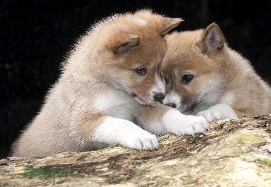 Cho các bé cún Dingo 2 tháng tuổi ăn uống khoa học