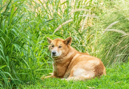 Tạo một không gian thoải mái, rộng rãi cho chú chó Dingo