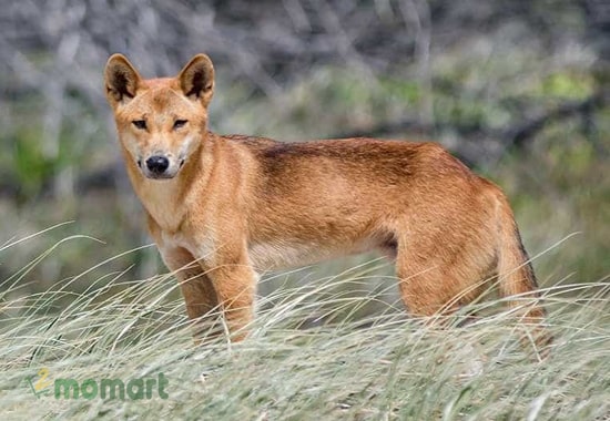 Dingo có ngoại hình cực kỳ rắn chắc và khỏe khoắn