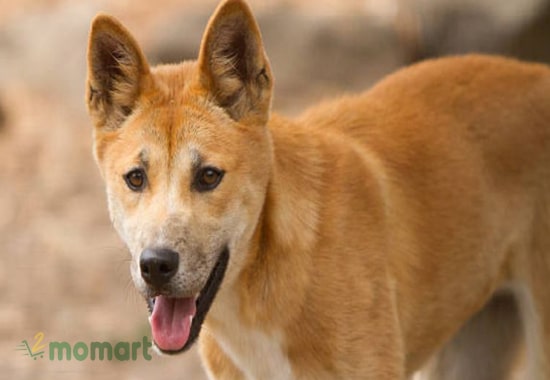 Chó Dingo là loài chó hoang rất khó để huấn luyện