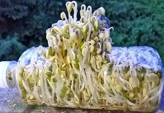 Chai nhựa cũng là dụng cụ dễ tìm để ngâm giá đỗ