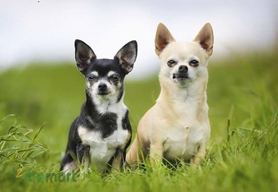 Chó Phốc lai Chihuahua rất dễ phân biệt