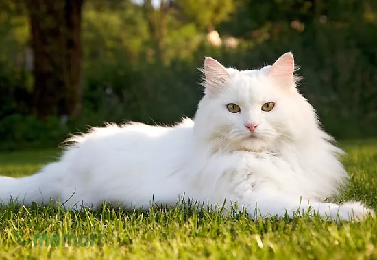 Những đặc điểm mèo Siberian nổi bật nhất