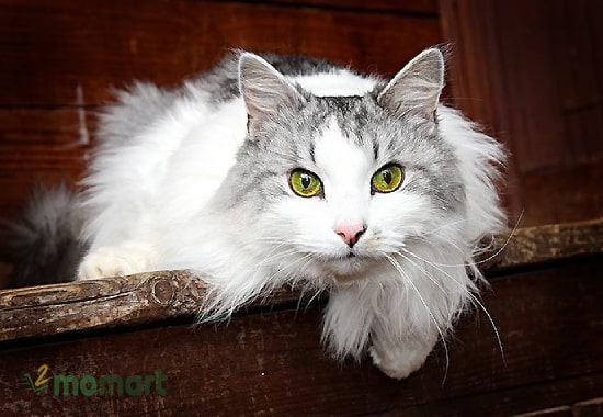 Kinh nghiệm mua mèo rừng Siberia mà bạn nên biết