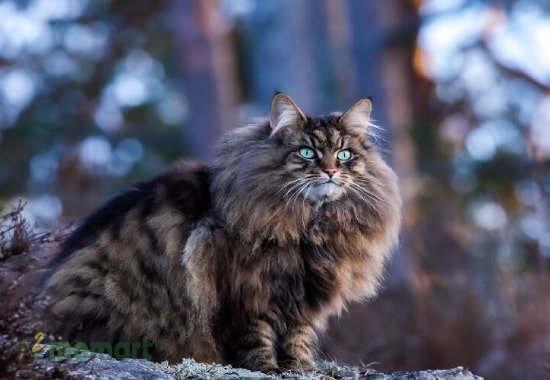 Cần phân biệt được mèo Siberian thuần chủng và mèo Siberian lai