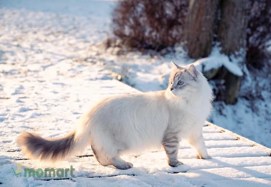 Tìm hiểu nguồn gốc mèo Siberian