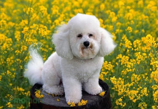 Chó Bichon là chú chó gia đình đặc biệt đáng yêu, xinh xắn