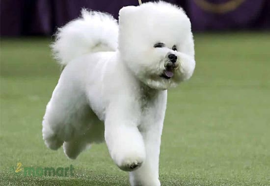 Chó Bichon sở hữu bộ lông trắng tinh và cực kỳ mềm mại