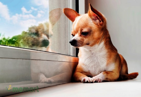 Kinh nghiệm mua chó Chihuahua mà bạn nên biết