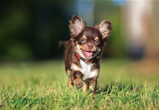 Chó Chihuahua ăn gì và chăm sóc như thế nào đúng cách?