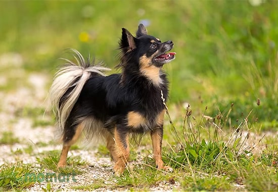 Giống chó Chihuahua lông dài thu hút nhờ ngoại hình dễ thương
