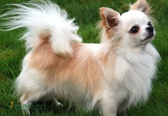 Đặc điểm và tính cách chó Chihuahua nổi bật