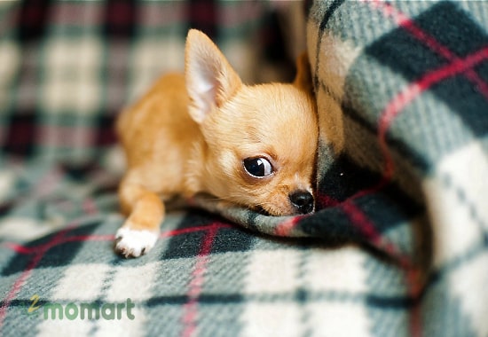 Chó Chihuahua mini, chó teacup Chihuahua rất nhỏ bé