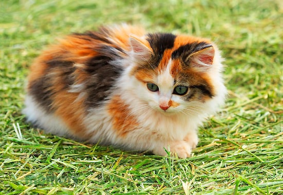 Mèo tam thể Ba Tư Lông dài