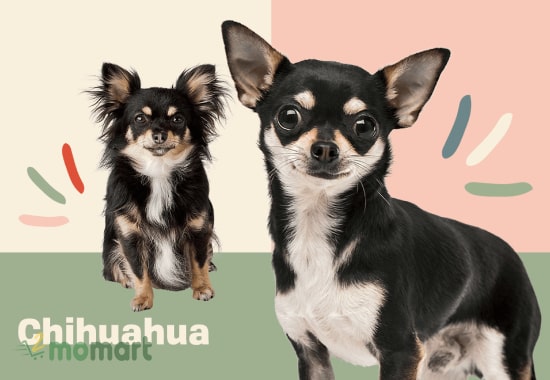 Nguồn gốc chó Chihuahua là từ đất nước nào?
