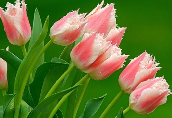 Những bông tulip màu hồng vô cùng đáng yêu và xinh tươi