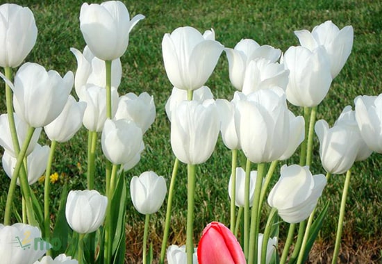 Tulip trắng là biểu trưng cho vẻ đẹp thanh thuần