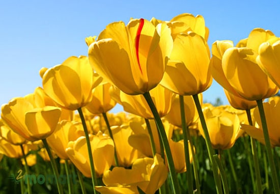 Tulip vàng giúp không gian sống thêm phần nổi bật hơn