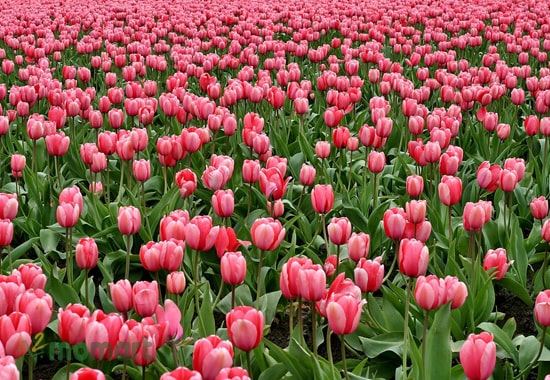 Hoa Tulip có rất nhiều màu sắc sinh động và rực rỡ