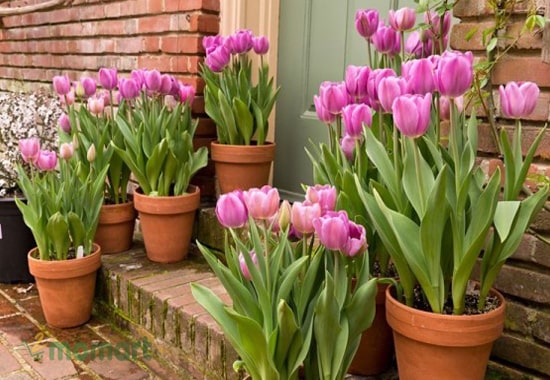 Cây hoa Tulip cực kỳ rực rỡ được trồng trong vườn nhà