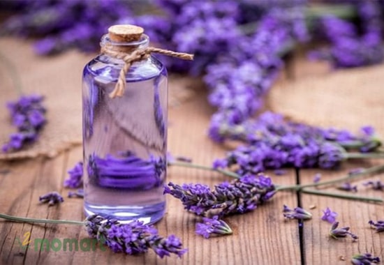 Giảm các cơn đau nhức hiệu quả với tinh dầu lavender