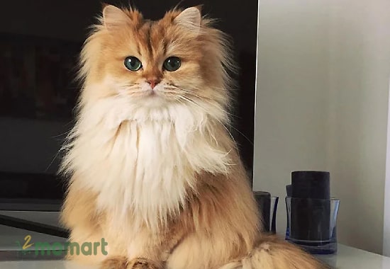Chăm sóc cho mèo Golden lông dài sẽ vất vả hơn Golden chân ngắn