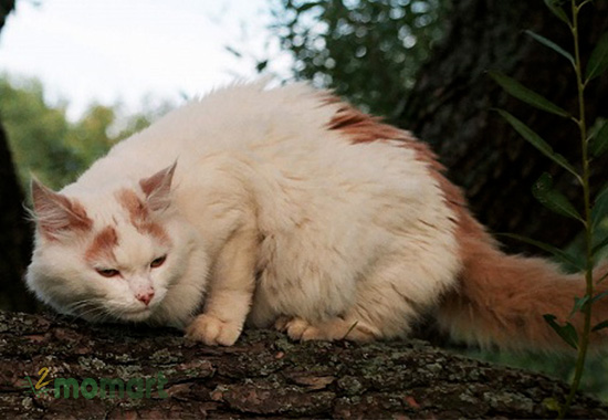 Ngoại hình trưởng thành của mèo Van Thổ Nhĩ Kỳ