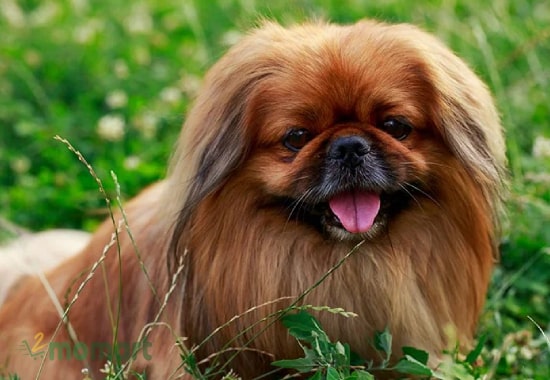Chó Bắc Kinh thuần chủng và cách chăm sóc đúng cách