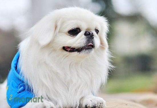 Tuổi thọ của chó Bắc Kinh phụ thuộc vào cách chăm sóc của bạn