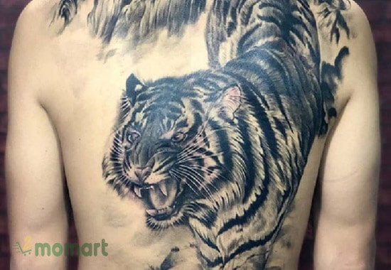 Xăm nửa lưng hổ hạ sơn với họa tiết đặc biệt sinh động