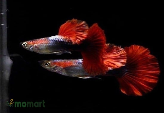 Màu sắc nổi bật và đẹp mắt của dòng cá HB Red