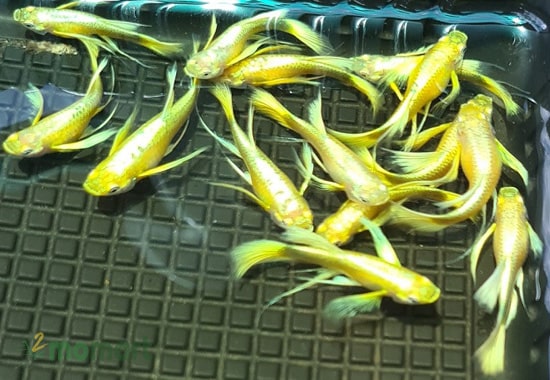 Chăm sóc cá cảnh 7 màu đúng cách trong quá trình sinh sản
