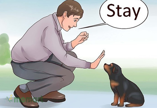 Huấn luyện chó Rottweiler ngoan ngoãn