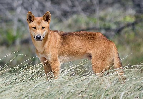 Chó Dingo Đông Dương là chó cỏ Việt Nam nổi tiếng thông minh