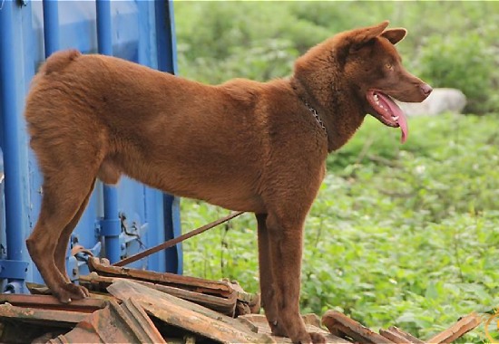 Chó H'Mong cộc đuôi cũng rất phổ biến