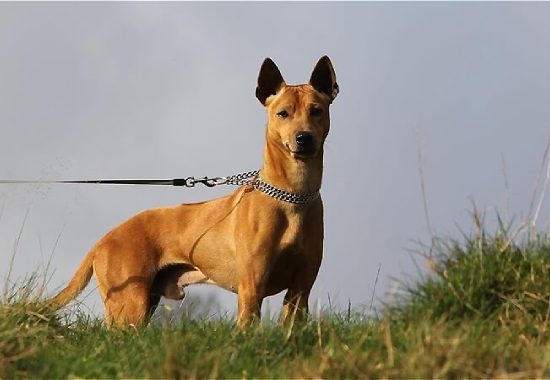 Chó Phú Quốc là giống chó ta duy nhất thu hút sự chú ý của bạn bè quốc tế
